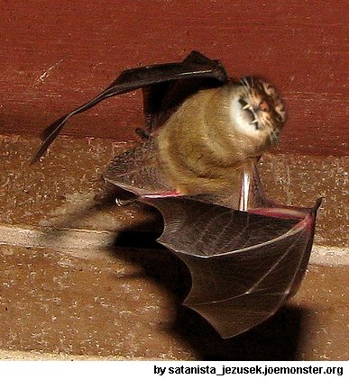 2069857749342evampire_cat.jpg