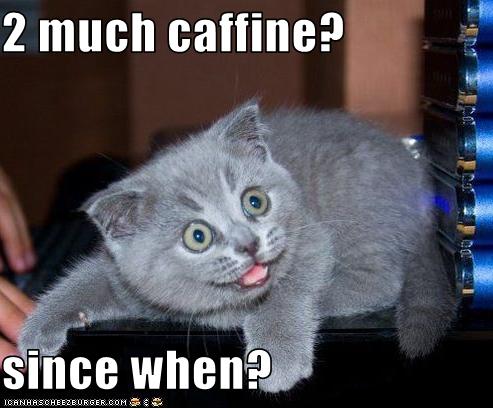 funny-pictures-kitten-has-had-too-much-caffeine.jpg